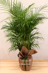 Areca Bitkisi