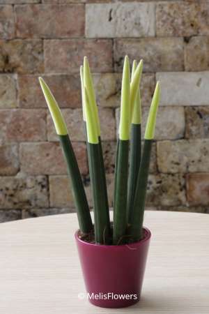 Sansevieria Serisi Sarı