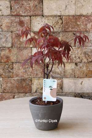 Taş Saksı Bonsai