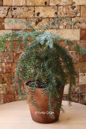 Araucaria Çam Bonsai