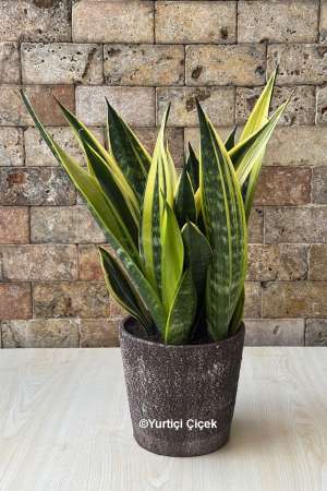 Kılıç Çiçeği (Sansevieria) - 3
