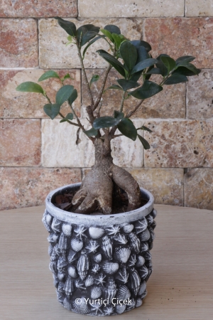 Taş Saksı Bonsai Ağacı