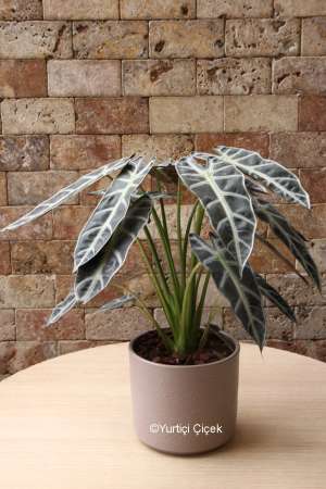 Calathea Serisi 8