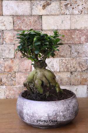 Bonsai Ağacı Özel Tarz