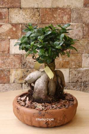 Saksı Çiçek Bonsai