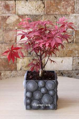 Kırmızı Yapraklı Özel Bonsai