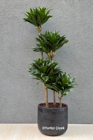 Kompakt Dracena 1
