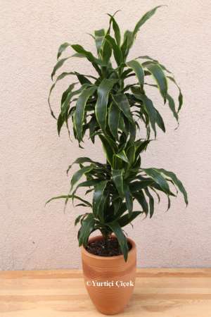 Dracena Lemon Lime Serisi 1