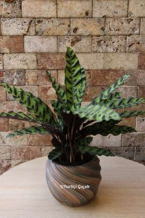 Calathea Serisi 1