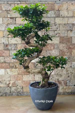 Bonsai Plant Büyük Boy