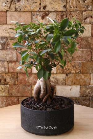 Ficus Bonsai Plant