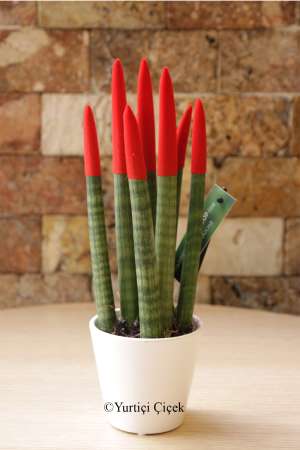 Sansevieria Serisi Kırmızı