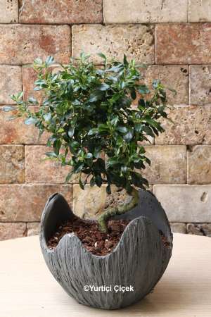 Bonsai Serisi 5