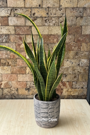 Kılıç Çiçeği (Sansevieria) - 2