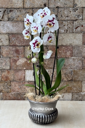 Özel Cascade Orkide Serisi 1