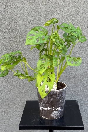 Monstera Serisi 3