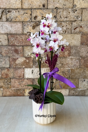 Özel Renk Bugetto Orkide Serisi 3