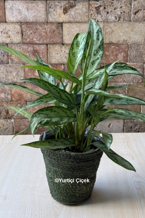 Aglaonema Bitkisi