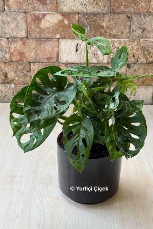 Monstera Serisi 1