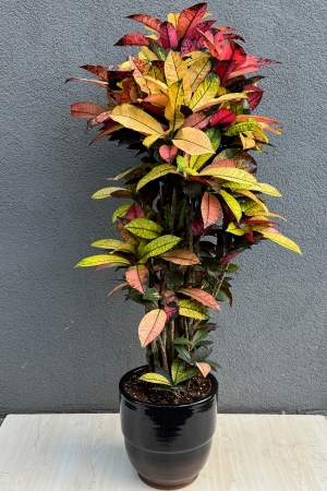 Kraton Petra Serisi 1