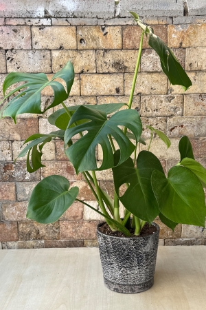 Monstera Serisi 2
