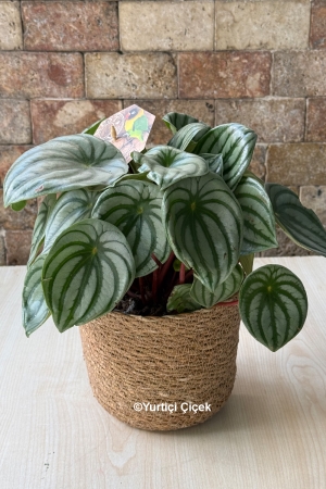 Peperomia